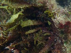 Chondracanthus exasperatus