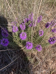 Liatris punctata