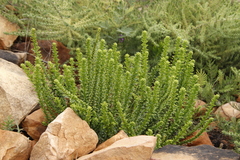 Pseudoselago serrata