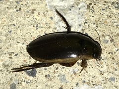 Dytiscus fasciventris