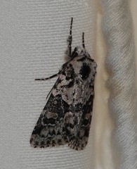 Lacinipolia strigicollis