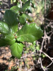 Quercus agrifolia agrifolia