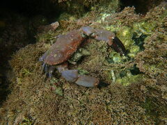 Cycloxanthops novemdentatus