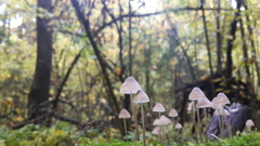 Mycena filopes