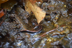 Desmognathus ocoee