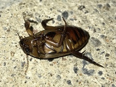 Dytiscus fasciventris