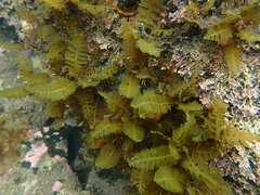 Sargassum horneri