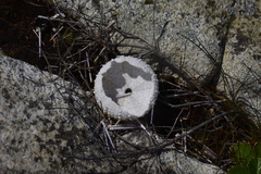 Echinoidea