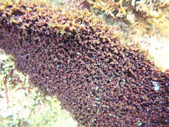 Chondracanthus exasperatus