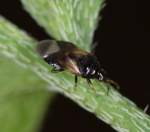 Representative image of Orius laevigatus