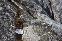 Festuca ammobia