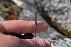 Festuca ammobia