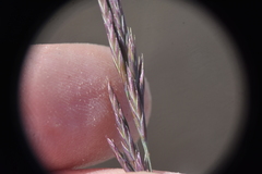 Festuca ammobia