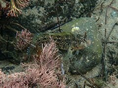 Hypsoblennius gentilis