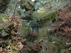 Hypsoblennius gentilis