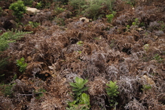 Pteridium aquilinum capense