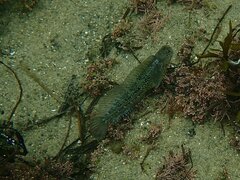 Hypsoblennius gentilis