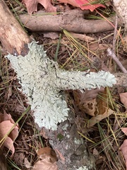 Flavoparmelia caperata