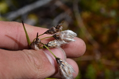 Eriophorum angustifolium