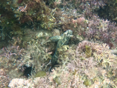 Hypsoblennius gentilis