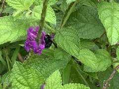 Bombus pullatus