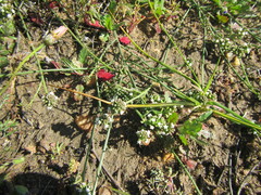 Thesium frisea