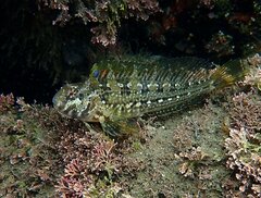 Hypsoblennius gentilis