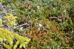 Eriophorum angustifolium