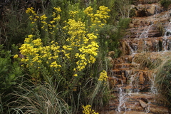 Senecio rigidus