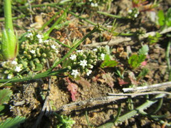 Thesium frisea