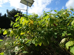 Reynoutria sachalinensis