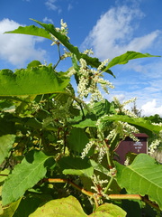 Reynoutria sachalinensis