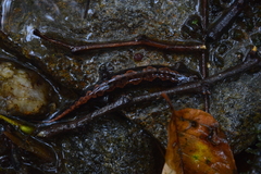Desmognathus ocoee