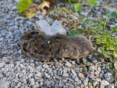 Microtus pennsylvanicus