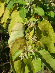 Reynoutria sachalinensis