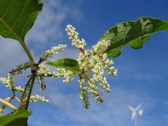 Reynoutria sachalinensis