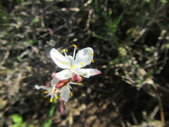 Chlorophytum graminifolium