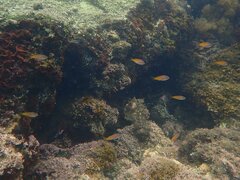 Chromis punctipinnis