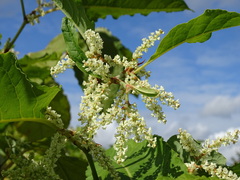 Reynoutria sachalinensis