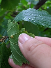 Hormaphis hamamelidis