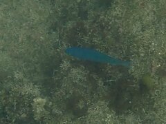 Chromis punctipinnis