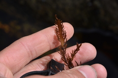 Prionitis lanceolata