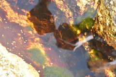 Prionitis lanceolata
