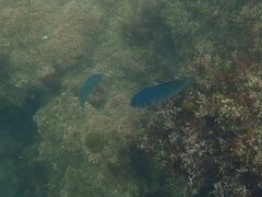 Chromis punctipinnis