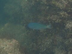 Chromis punctipinnis