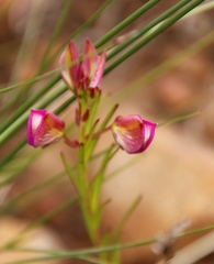 Polygala bracteolata