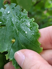 Hormaphis hamamelidis