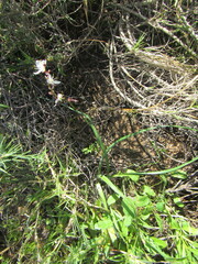 Chlorophytum graminifolium