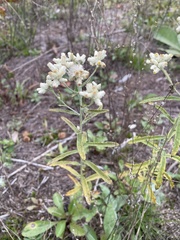 Anaphalis margaritacea