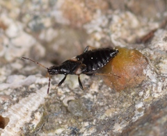 Temnostethus gracilis